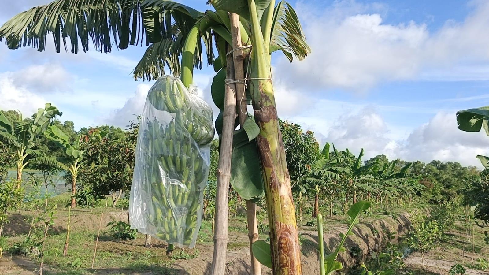 High-yield G-9 banana boosts commercial farming in Patuakhali | Agriculture News