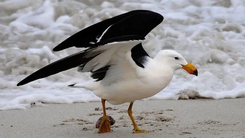 Australia to vaccinate birds against H5 avian influenza | International