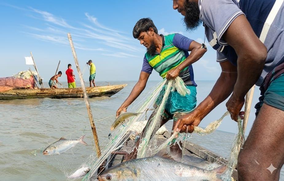 Hilsa returns to Bhola rivers, fishermen see hope after crisis | Special Stories