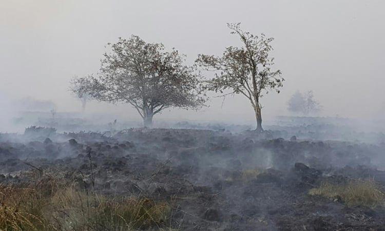 Belgium races to tame huge wildfire creeping towards Germany | International