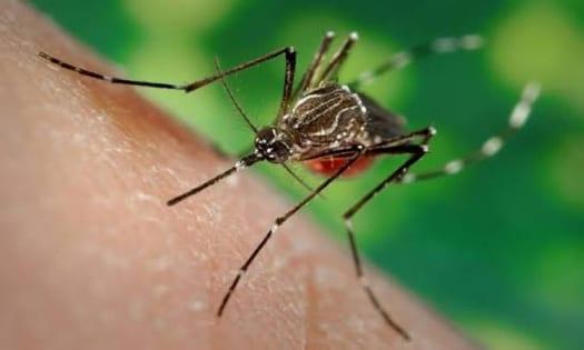 Ctg reports 79 dengue cases in 24 hours | District