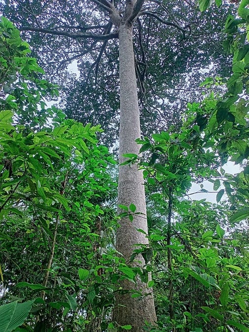 মা গাছ পাওয়া গেল ৫ হাজার, টিকে আছে ১৭ প্রজাতির শুধু একটি করে
