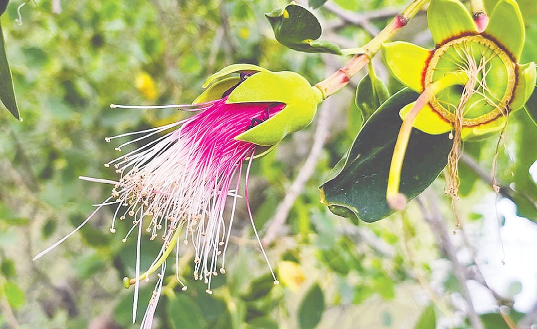 মধুময়ী ছইলা ফুল